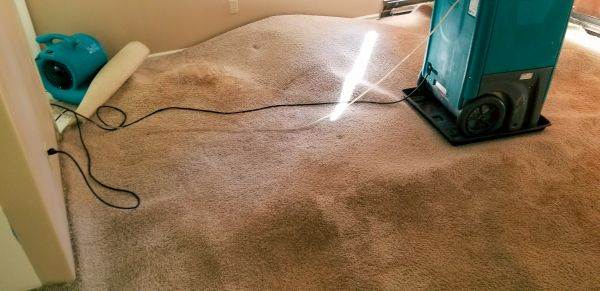 Cost of Carpet Water Extraction in Evergreen